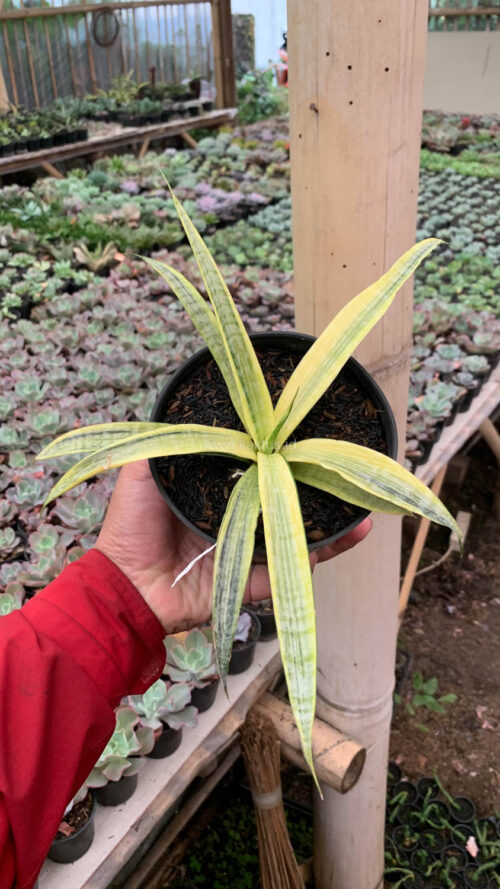 Sansevieria Silver Silk, real gallery image #1 plants. Picture taken directly from kaktus.id community Sansevieria farmer green houses.