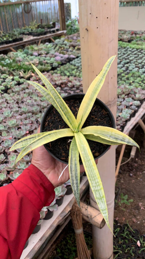 Sansevieria Silver Silk, real gallery image #2 plants. Picture taken directly from kaktus.id community Sansevieria farmer green houses.
