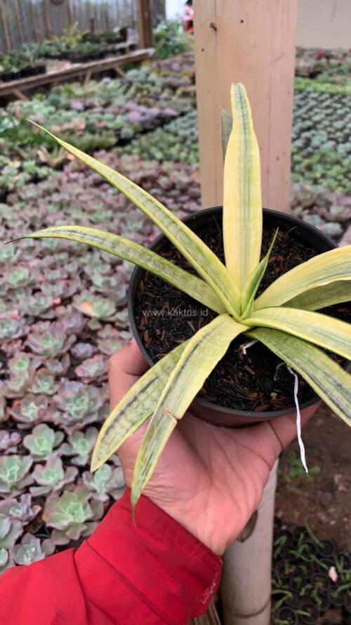 Sansevieria Silver Silk, real gallery image #3 plants. Picture taken directly from kaktus.id community Sansevieria farmer green houses.