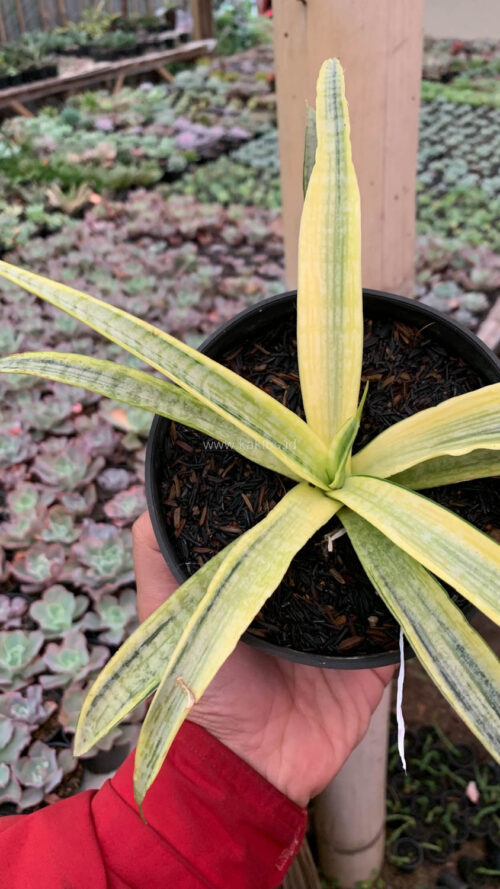 Sansevieria Silver Silk, real gallery image #4 plants. Picture taken directly from kaktus.id community Sansevieria farmer green houses.