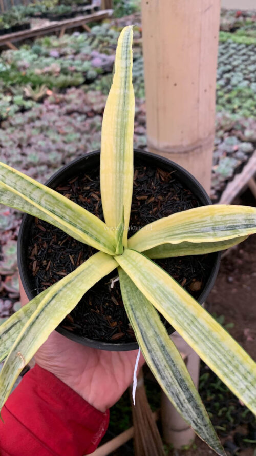 Sansevieria Silver Silk, real gallery image #5 plants. Picture taken directly from kaktus.id community Sansevieria farmer green houses.