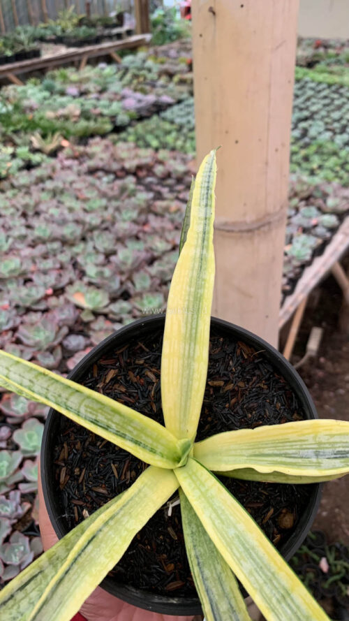 Sansevieria Silver Silk, real gallery image #6 plants. Picture taken directly from kaktus.id community Sansevieria farmer green houses.