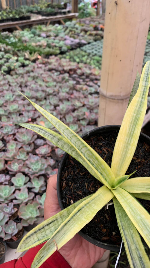 Sansevieria Silver Silk, real gallery image #7 plants. Picture taken directly from kaktus.id community Sansevieria farmer green houses.