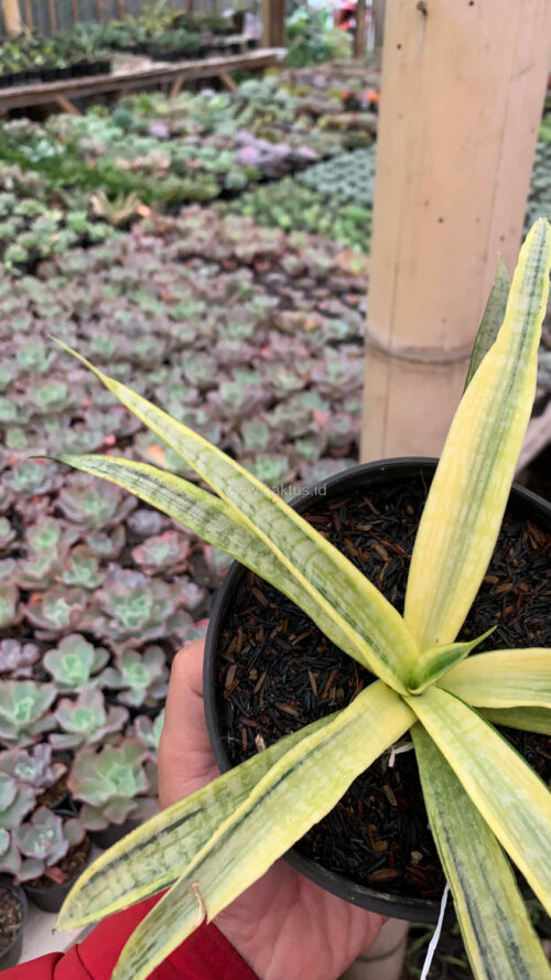 Sansevieria Silver Silk, real gallery image #8 plants. Picture taken directly from kaktus.id community Sansevieria farmer green houses.