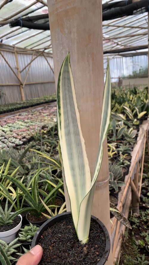 Sansevieria Craigii, real gallery image #1 plants. Picture taken directly from kaktus.id community Sansevieria farmer green houses.