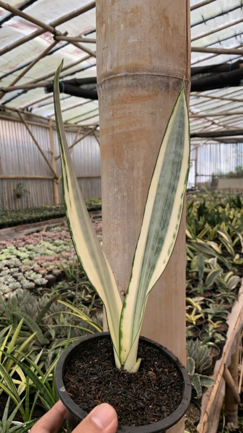 Sansevieria Craigii, real gallery image #4 plants. Picture taken directly from kaktus.id community Sansevieria farmer green houses.