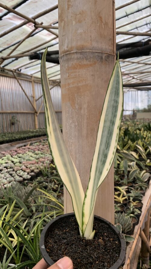Sansevieria Craigii, real gallery image #3 plants. Picture taken directly from kaktus.id community Sansevieria farmer green houses.