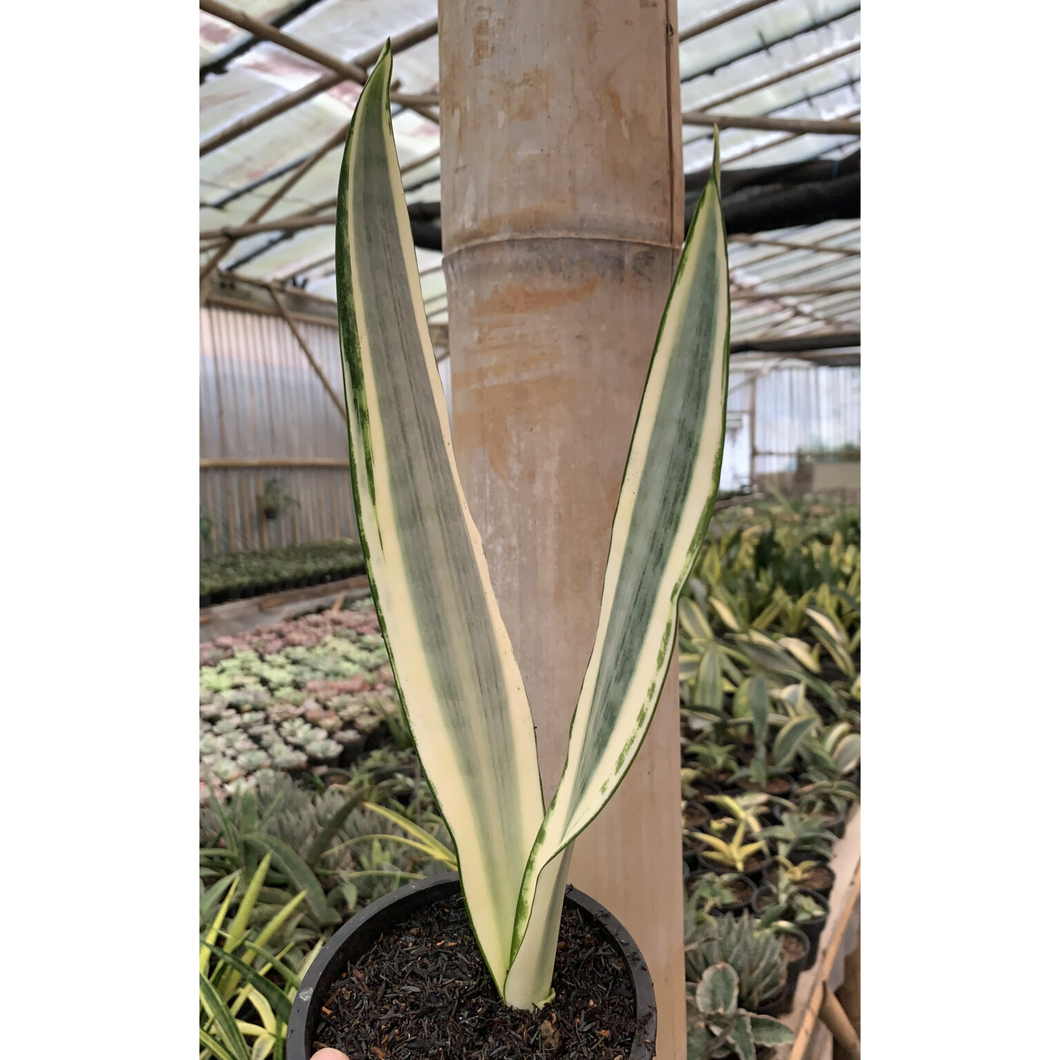 Sansevieria Craigii, real feature image plant. Picture taken directly from kaktus.id community Sansevieria farmer green houses.