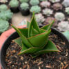 Sansevieria Tower Hybrid, real feature image plant. Picture taken directly from kaktus.id community Sansevieria farmer green houses.