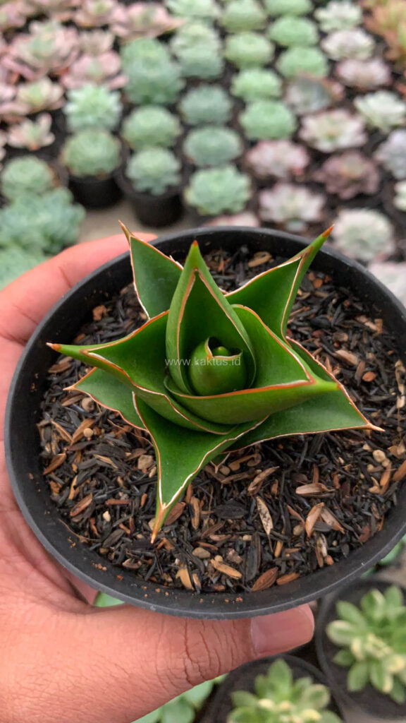 kaktus.id