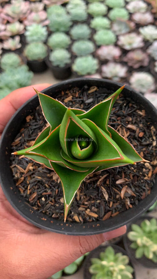 Sansevieria Tower Hybrid, real gallery image #2 plants. Picture taken directly from kaktus.id community Sansevieria farmer green houses.