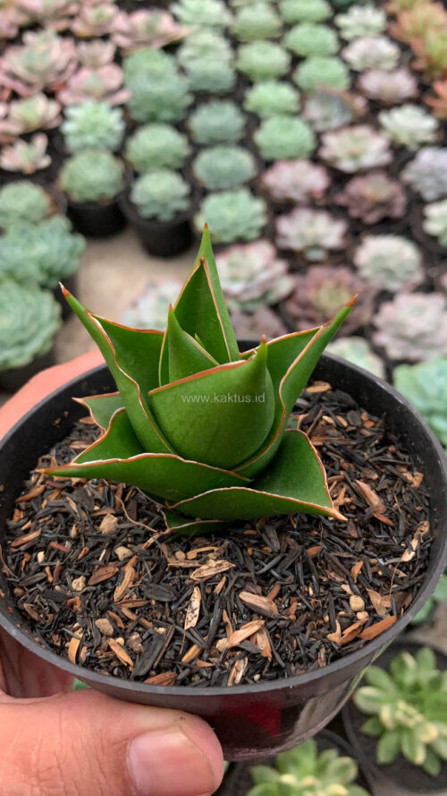 Sansevieria Tower Hybrid, real gallery image #3 plants. Picture taken directly from kaktus.id community Sansevieria farmer green houses.