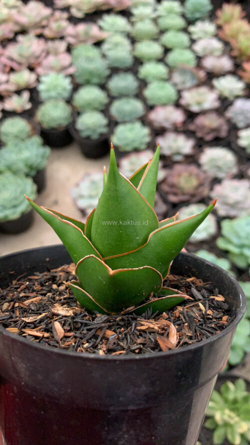 Sansevieria Tower Hybrid, real gallery image #4 plants. Picture taken directly from kaktus.id community Sansevieria farmer green houses.