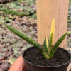 Sansevieria Bella Black Variegated, real feature image plant. Picture taken directly from kaktus.id community Sansevieria farmer green houses.