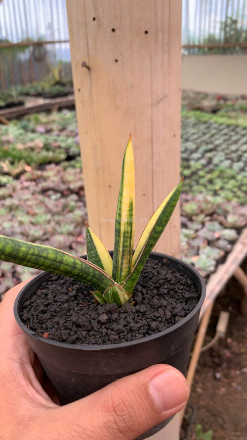 Sansevieria Bella Black Variegated, real gallery image #1 plants. Picture taken directly from kaktus.id community Sansevieria farmer green houses.