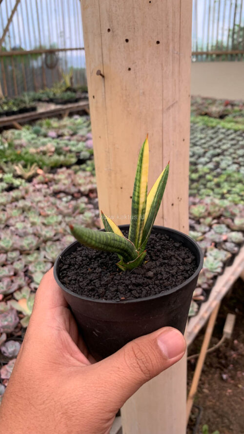 Sansevieria Bella Black Variegated, real gallery image #2 plants. Picture taken directly from kaktus.id community Sansevieria farmer green houses.