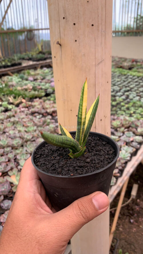 Sansevieria Bella Black Variegated, real gallery image #3 plants. Picture taken directly from kaktus.id community Sansevieria farmer green houses.