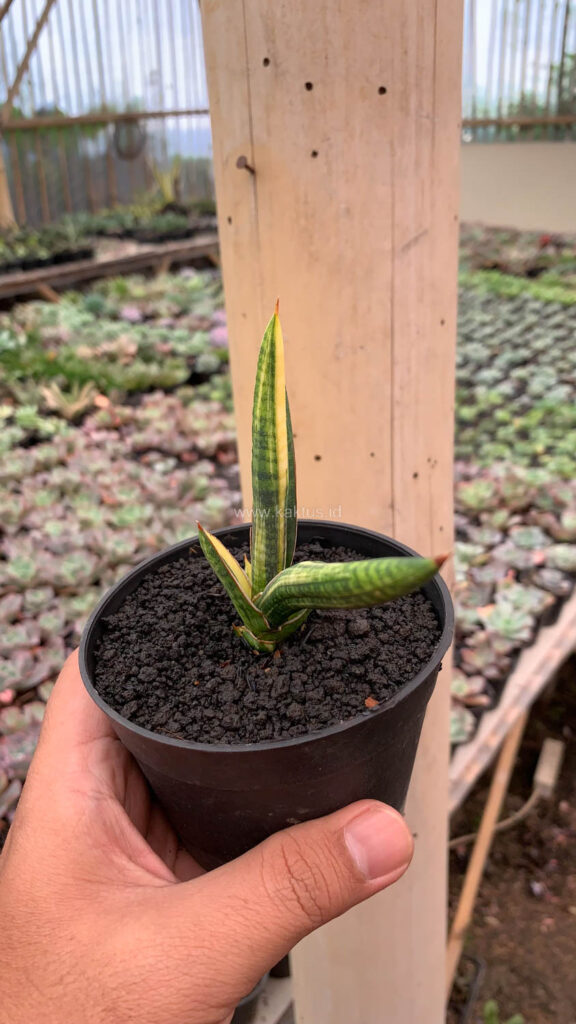 kaktus.id