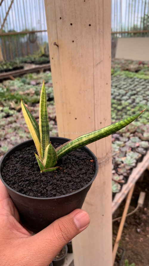Sansevieria Bella Black Variegated, real gallery image #5 plants. Picture taken directly from kaktus.id community Sansevieria farmer green houses.