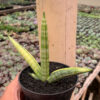 Sansevieria Boncel Variegated, real feature image plant. Picture taken directly from kaktus.id community Sansevieria farmer green houses.