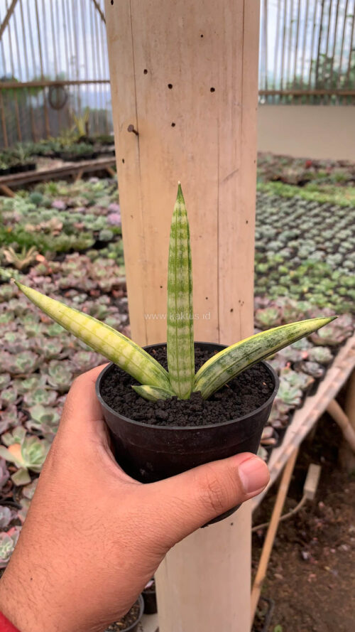 Sansevieria Boncel Variegated, real gallery image #1 plants. Picture taken directly from kaktus.id community Sansevieria farmer green houses.