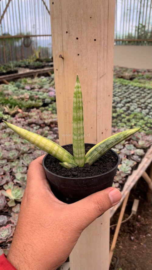 Sansevieria Boncel Variegated, real gallery image #2 plants. Picture taken directly from kaktus.id community Sansevieria farmer green houses.