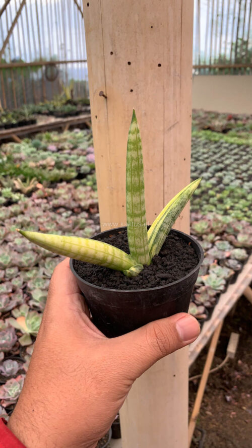 Sansevieria Boncel Variegated, real gallery image #3 plants. Picture taken directly from kaktus.id community Sansevieria farmer green houses.