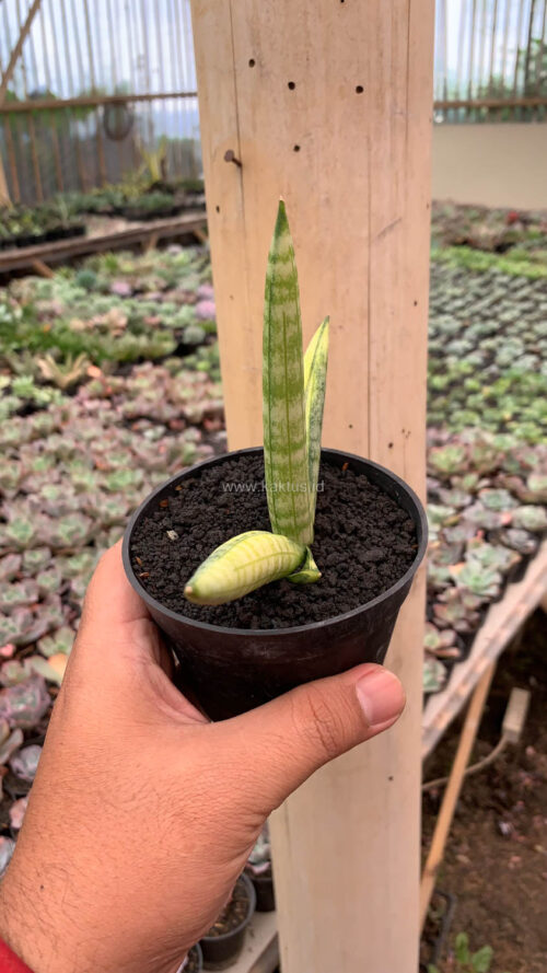 Sansevieria Boncel Variegated, real gallery image #4 plants. Picture taken directly from kaktus.id community Sansevieria farmer green houses.