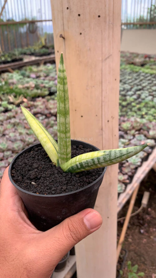 Sansevieria Boncel Variegated, real gallery image #5 plants. Picture taken directly from kaktus.id community Sansevieria farmer green houses.