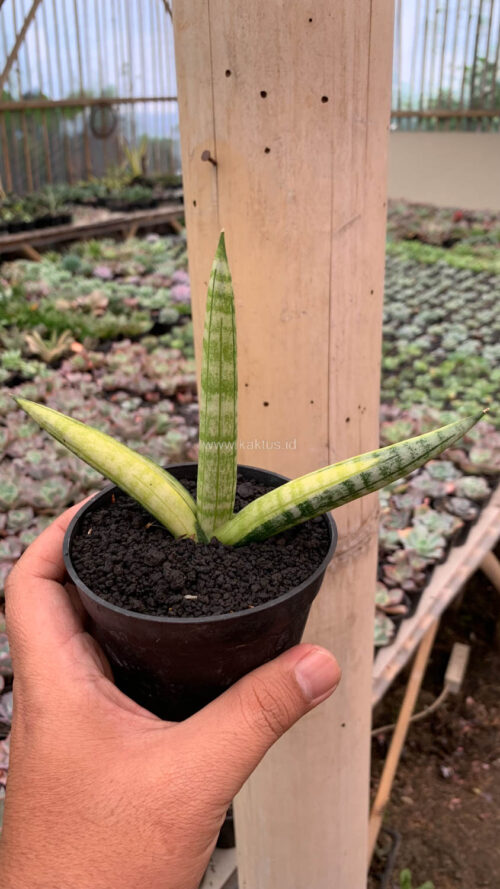 Sansevieria Boncel Variegated, real gallery image #6 plants. Picture taken directly from kaktus.id community Sansevieria farmer green houses.