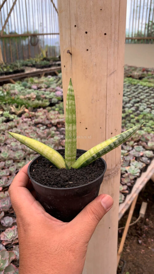 Sansevieria Boncel Variegated, real gallery image #7 plants. Picture taken directly from kaktus.id community Sansevieria farmer green houses.