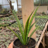 Sansevieria Parva Lancet Yellow, real feature image plant. Picture taken directly from kaktus.id community Sansevieria farmer green houses.