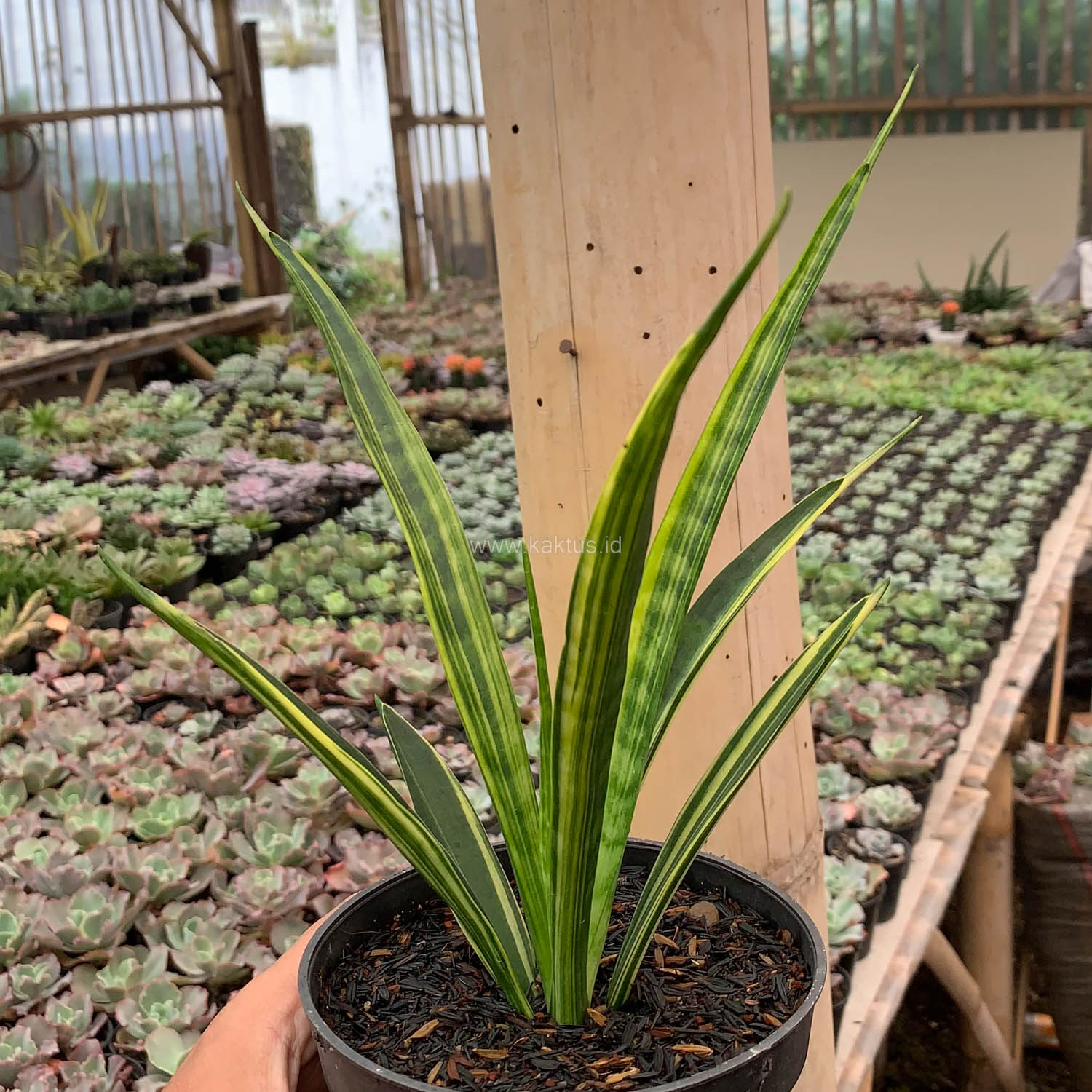 sansevieria trifasciata futura Futura Robusta Snake Plant – Plant Detectives main image 0