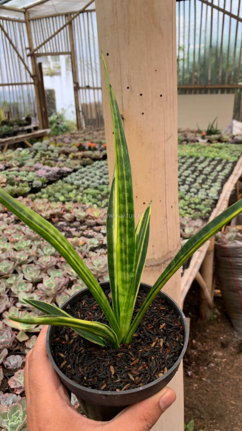 Sansevieria Parva Lancet Yellow, real gallery image #2 plants. Picture taken directly from kaktus.id community Sansevieria farmer green houses.