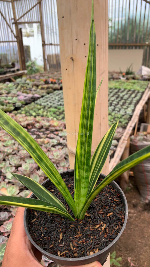 Sansevieria Parva Lancet Yellow, real gallery image #3 plants. Picture taken directly from kaktus.id community Sansevieria farmer green houses.