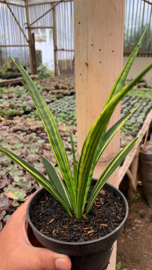 Sansevieria Parva Lancet Yellow, real gallery image #4 plants. Picture taken directly from kaktus.id community Sansevieria farmer green houses.