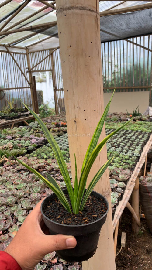 Sansevieria Parva Lancet Yellow, real gallery image #1 plants. Picture taken directly from kaktus.id community Sansevieria farmer green houses.