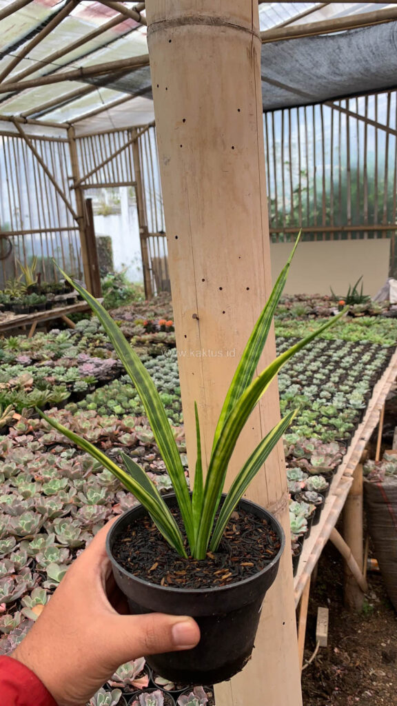 kaktus.id