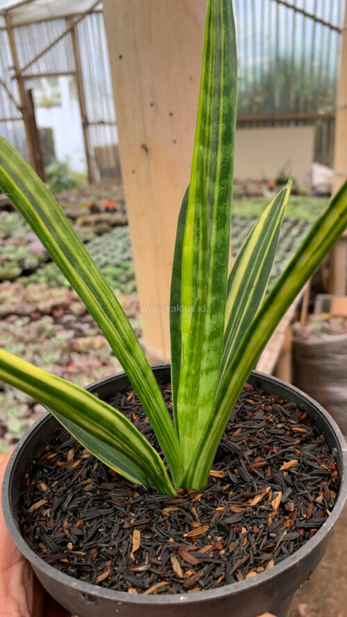 Sansevieria Parva Lancet Yellow, real gallery image #5 plants. Picture taken directly from kaktus.id community Sansevieria farmer green houses.