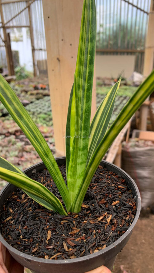 Sansevieria Parva Lancet Yellow, real gallery image #6 plants. Picture taken directly from kaktus.id community Sansevieria farmer green houses.