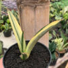 Sansevieria Bandidos, real feature image plant. Picture taken directly from kaktus.id community Sansevieria farmer green houses.