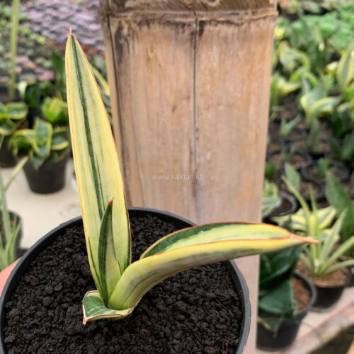 Sansevieria Bandidos, real gallery image #5 plants. Picture taken directly from kaktus.id community Sansevieria farmer green houses.