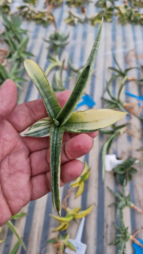 Sansevieria Bandidos, real gallery image #4 plants. Picture taken directly from kaktus.id community Sansevieria farmer green houses.