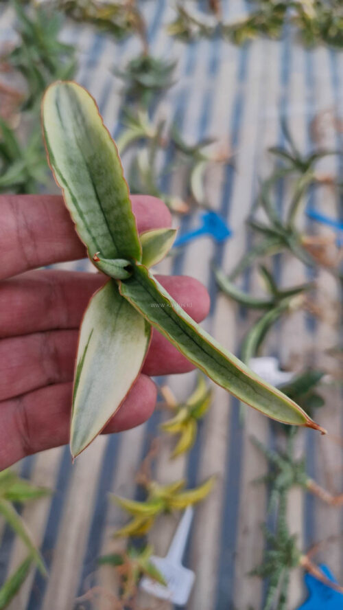 Sansevieria Bandidos, real gallery image #1 plants. Picture taken directly from kaktus.id community Sansevieria farmer green houses.