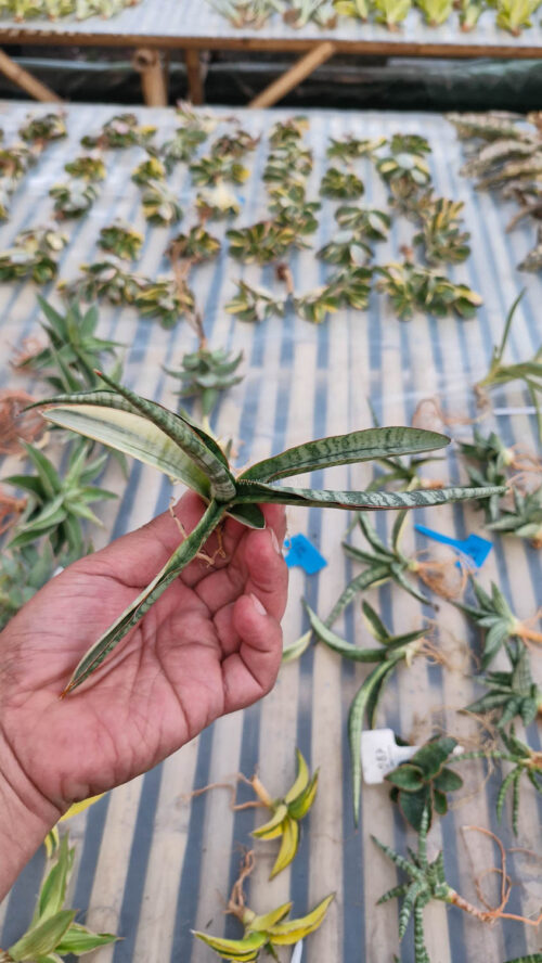 Sansevieria Bandidos, real gallery image #10 plants. Picture taken directly from kaktus.id community Sansevieria farmer green houses.