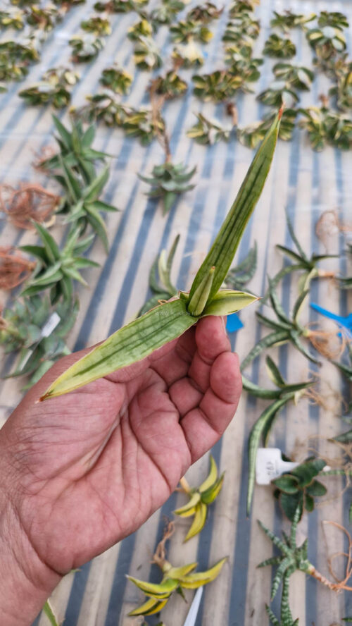 Sansevieria Bandidos, real gallery image #6 plants. Picture taken directly from kaktus.id community Sansevieria farmer green houses.