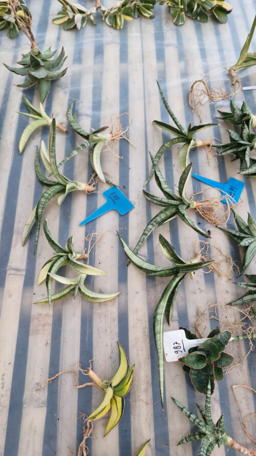 Sansevieria Bandidos, real gallery image #12 plants. Picture taken directly from kaktus.id community Sansevieria farmer green houses.
