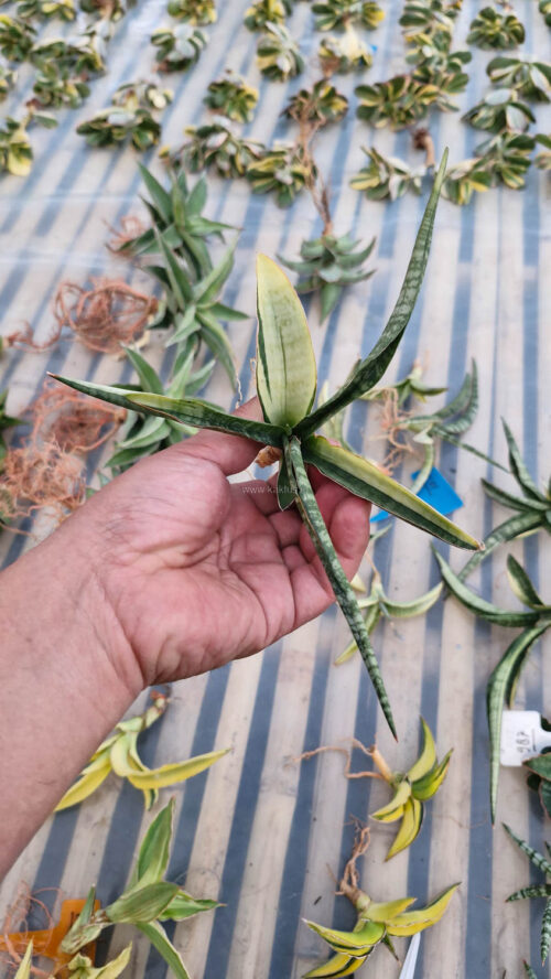 Sansevieria Bandidos, real gallery image #8 plants. Picture taken directly from kaktus.id community Sansevieria farmer green houses.