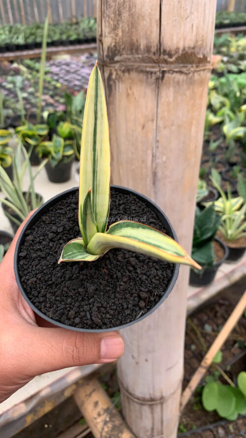 Sansevieria Bandidos, real gallery image #7 plants. Picture taken directly from kaktus.id community Sansevieria farmer green houses.