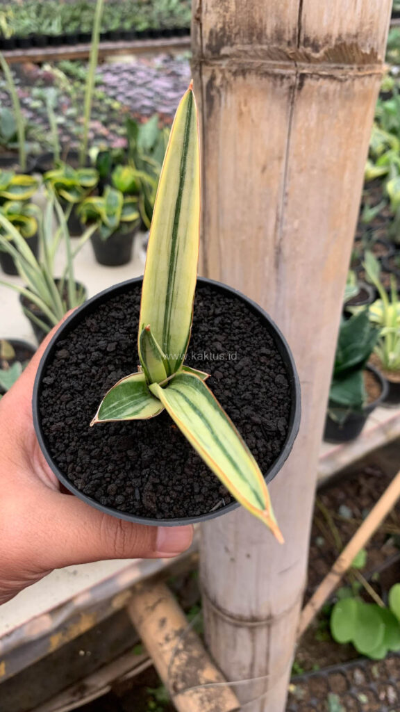 kaktus.id